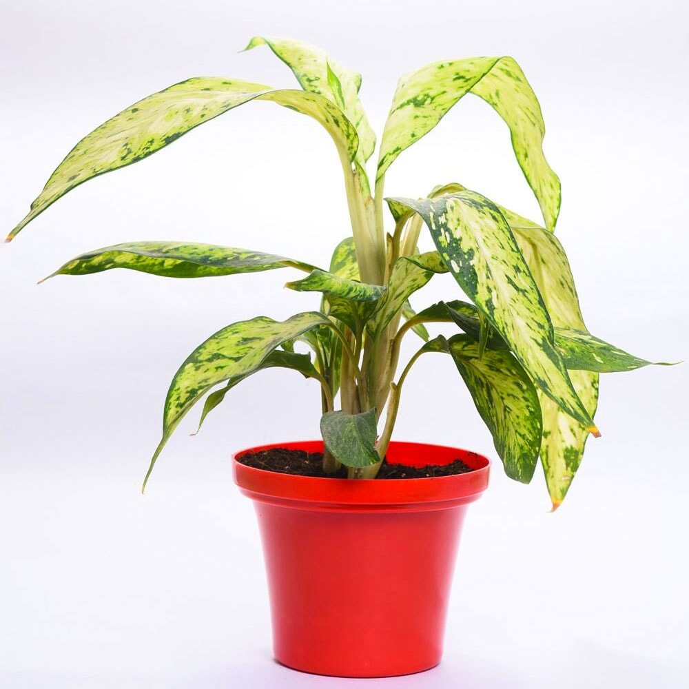  Rosy Aglaonema