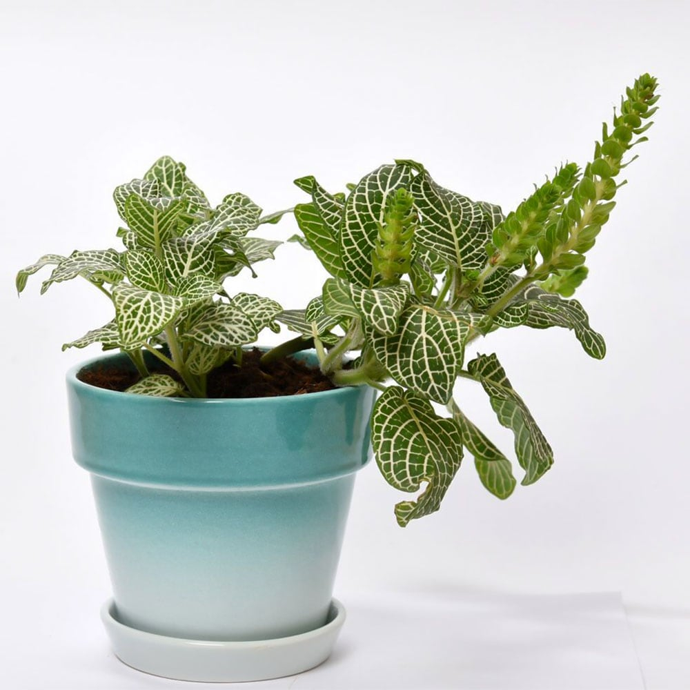  Fittonia with Green Finish