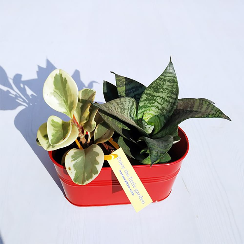  Enjoy Peperomia and Sansevieria Plant Garden