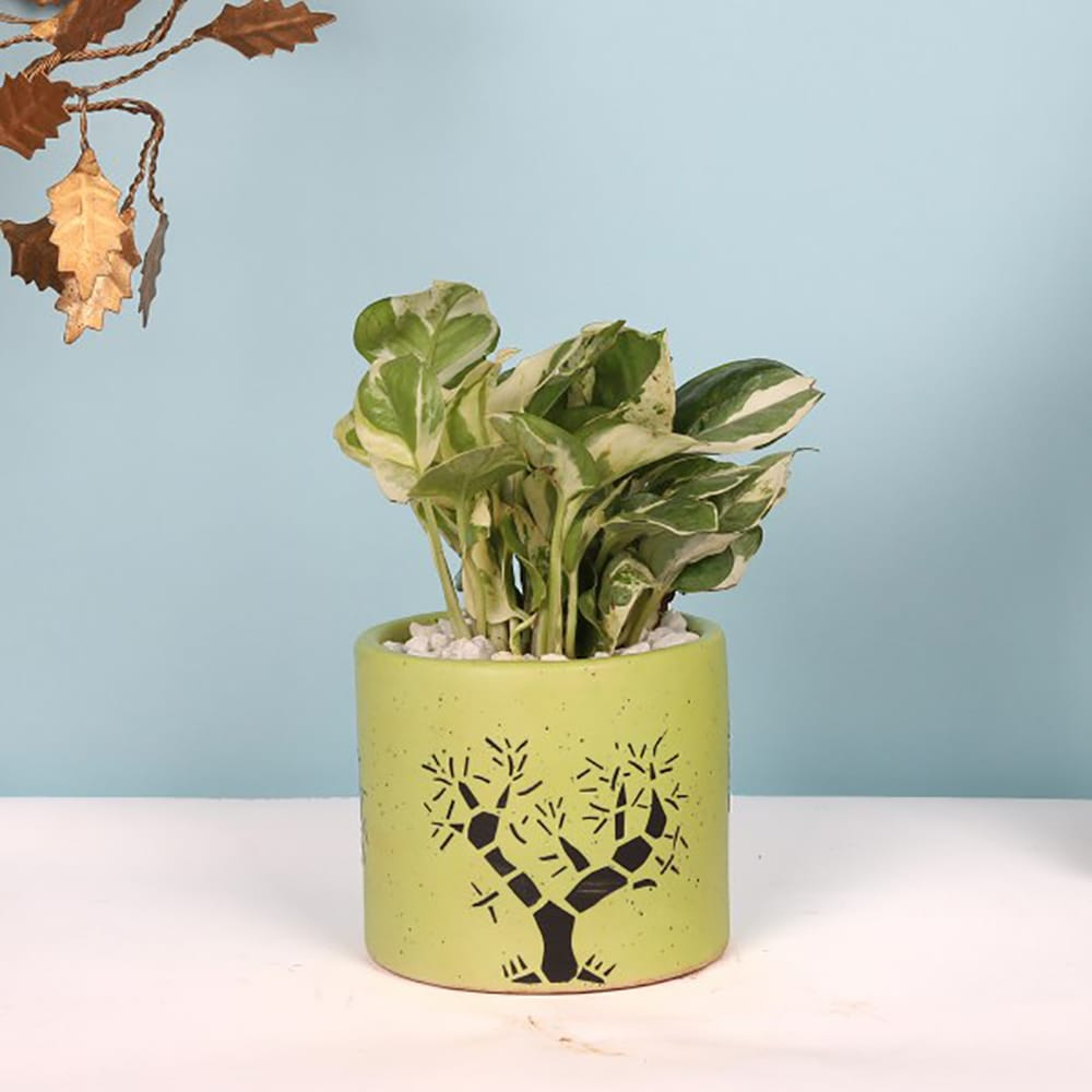  Good Luck Money Plant in Ceramic Pot