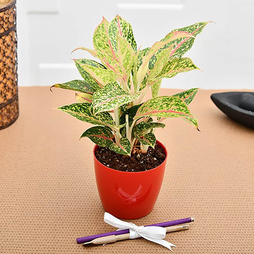  Aesthetic Aglaonema for Workaholic Father