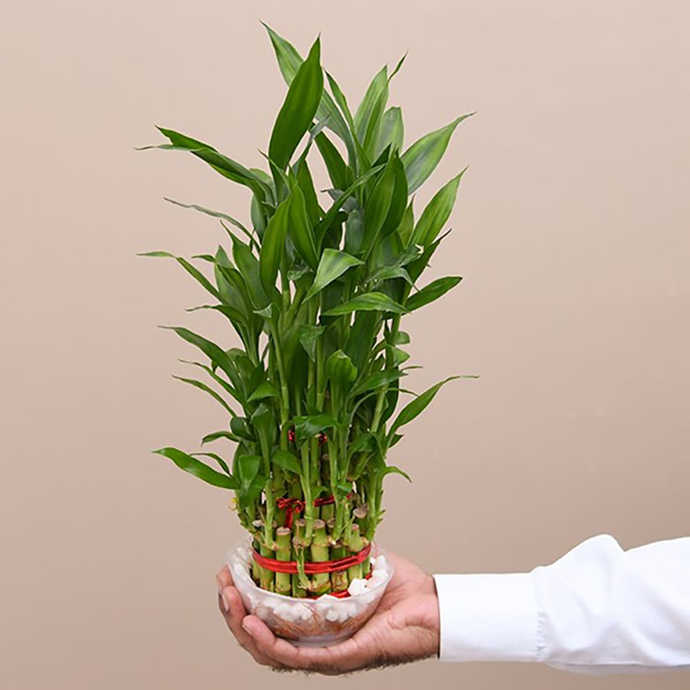  3 Layer Lucky Bamboo Plant in a Bowl