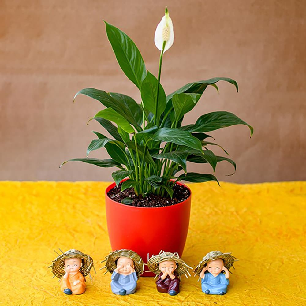  Pleasing Peace Lily with Cute Monks