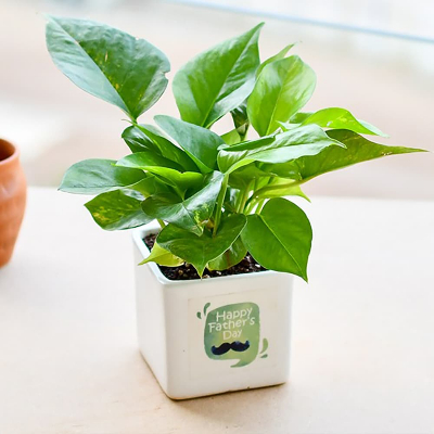 Wonderful Money Plant for Special Dad