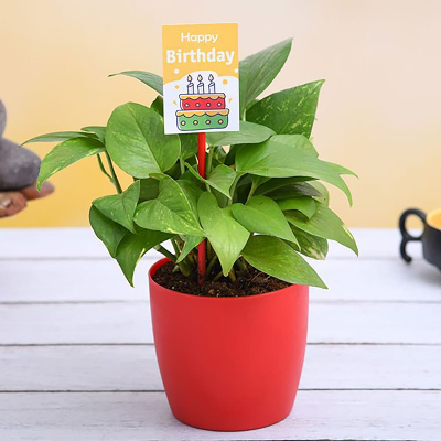 Birthday special money plant