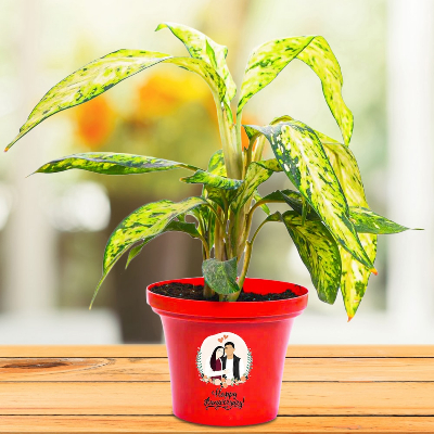 Green Aglaonema In Red Tone Pot