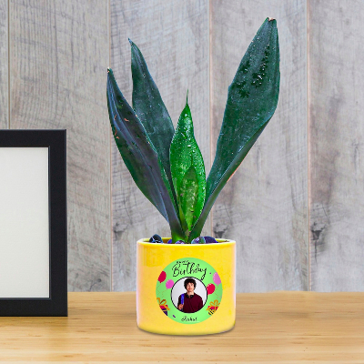 Personalized Pretty Snake Plant